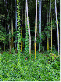 三鷹の竹林