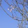 鹿児島県の入来小学校で開花した宇宙桜